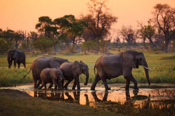 Luxury private Safari to Botswana